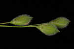 Prairie panicgrass